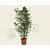 Phyllostachys nigra