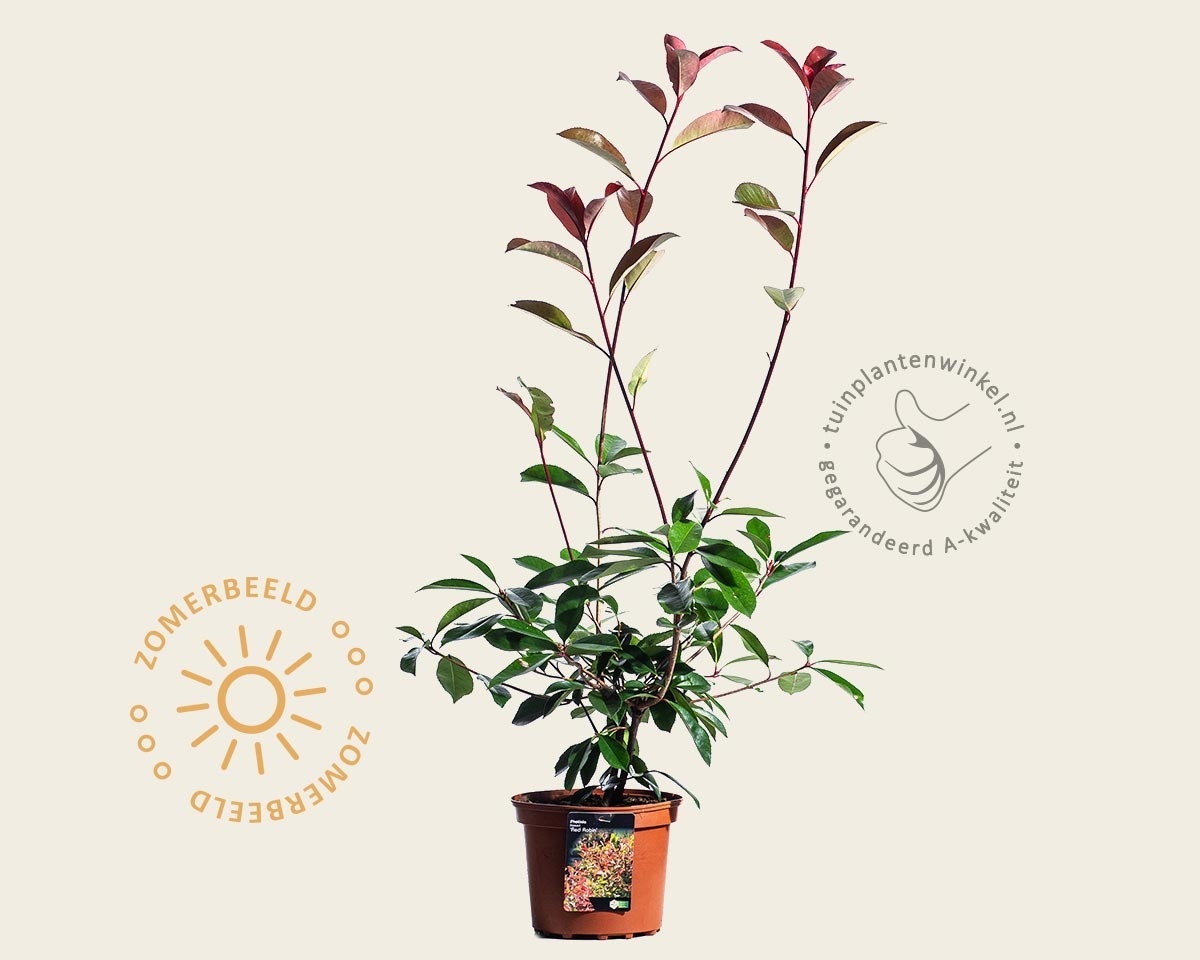 Photinia fraseri 'Red Robin'