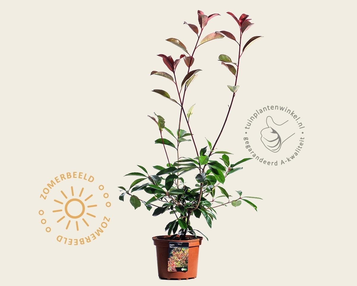 Photinia fraseri 'Red Robin'