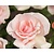Rosa 'A Whiter Shade of Pale' - op stam