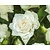 Rosa 'Annapurna' - op stam
