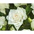 Rosa 'Annapurna' - op stam