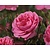 Rosa 'Berleburg' - op stam