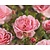 Rosa 'Bonica 82' - op stam