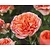 Rosa 'Chippendale' - op stam