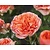 Rosa 'Chippendale' - op stam