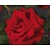 Rosa 'Dame de Coeur' - op stam