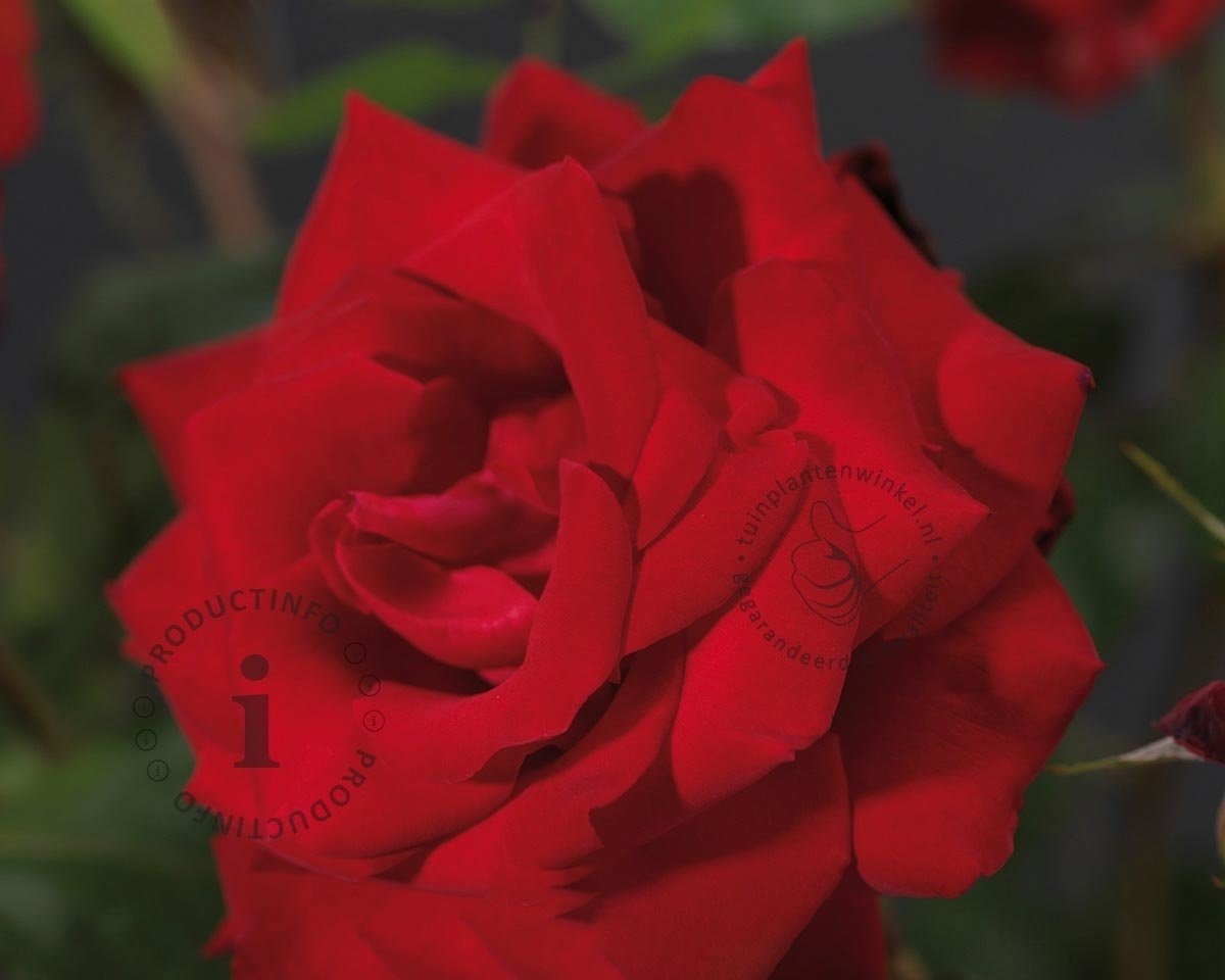 Rosa 'Dame de Coeur' - op stam