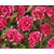 Rosa 'Lovely Fairy' - op stam