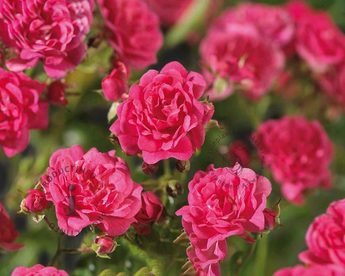 Rosa 'Lovely Fairy' - op stam