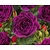 Rosa 'Minerva' - op stam