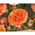 Rosa 'Orange Meilove' - op stam