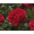 Rosa 'Red Leonardo da Vinci' - op stam