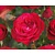 Rosa 'Red Meilove' - op stam