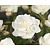 Rosa 'Schneewittchen' - op stam