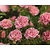 Rosa 'The Fairy' - op stam