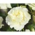Rosa 'White Meilove' - op stam