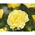 Rosa 'Yellow Meilove' - op stam