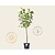 Hydrangea paniculata 'Limelight' - op stam