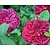Rosa 'Darcey Bussel' - op stam