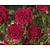 Rosa 'Excelsa' - op stam