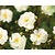 Rosa 'Guirlande d'Amour' - op stam