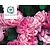Rosa 'Mary Rose' - op stam