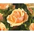 Rosa 'Olympic Palace' - op stam