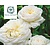 Rosa 'Tranquility' - op stam
