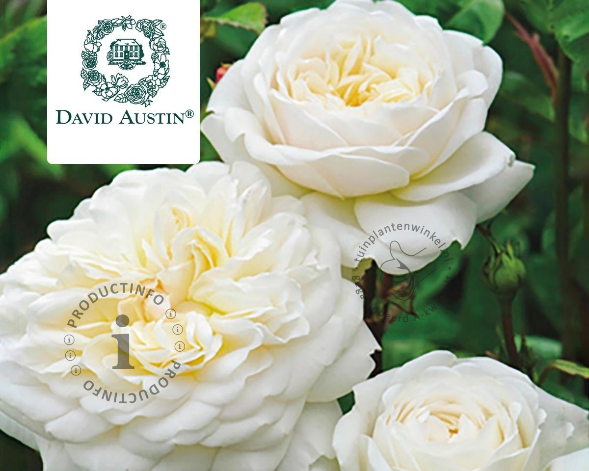 Rosa 'Tranquility' - op stam
