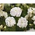 Rosa 'White Dorothy' - op stam