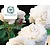 Rosa 'Winchester Cathedral' - op stam