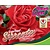 Rosa Flower Carpet 'Sorrento' - op stam