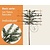 Lei-Taxus - Basic - individueel geen extra's