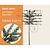 Lei-Taxus - Basic - pakket 6 stuks + EXTRA'S!