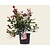 Photinia fraseri 'Little Red Robin'