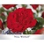 Rosa 'Nina Weibull' op stam
