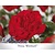 Rosa 'Nina Weibull' op stam