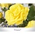 Rosa 'Friesia' - op stam
