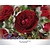 Rosa 'Grand Palace' - op stam
