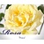 Rosa 'Peace' - op stam