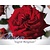 Rosa 'Ingrid Bergman' - op stam