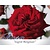 Rosa 'Ingrid Bergman' - op stam