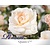 Rosa 'Queen's Palace' - op stam