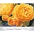 Rosa 'Graham Thomas' - op stam