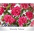 Rosa 'Dorothy Perkins' - op stam