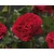 Rosa 'Red Leonardo da Vinci' - op stam