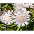 Stokesia laevis 'Alba'