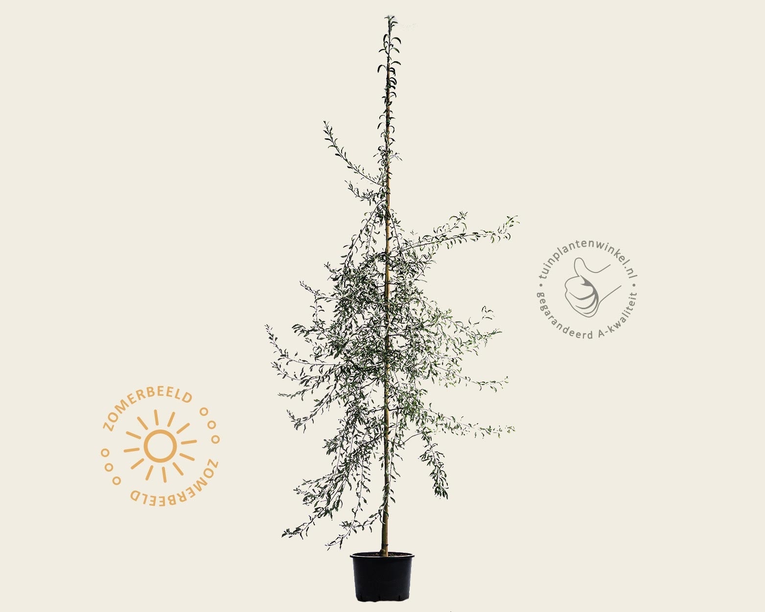 Pyrus salicifolia 'Pendula' - beveerd