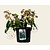 Hedera colchica 'Fall Favourite'